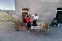 کاشت ۳۵۰ اصله پاجوش خرما در منازل و مزارع شهرستان هامون 
