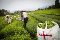 یک میلیارد و ۸۷۵ میلیون تومان از مطالبات چایکاران واریز شد