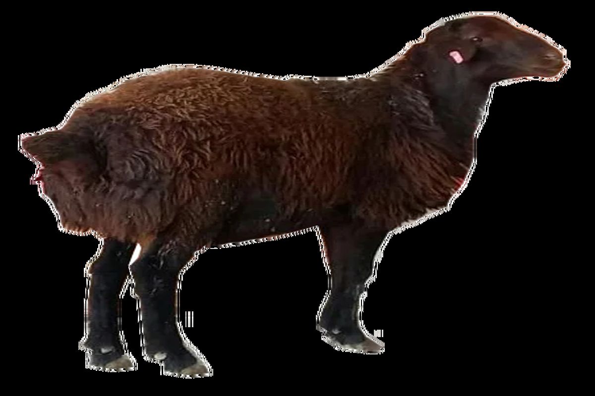 اصلاح نژاد گوسفند