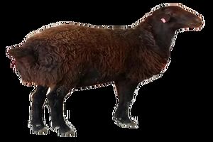 اصلاح نژاد گروهی گوسفند افشاری با مشارکت بهره برداران محلی