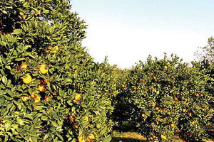 دولت برای حمایت از باغداران مازندرانی تدابیر ویژه ای دارد