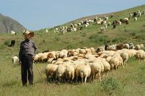 جلوگیری از خروج غیرقانونی دام، توسط مرزبانان خراسان رضوی