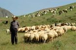 برندسازی و تکمیل زنجیره ارزش گوشت قرمز عشایر فارس در دستور کار قرار گرفت