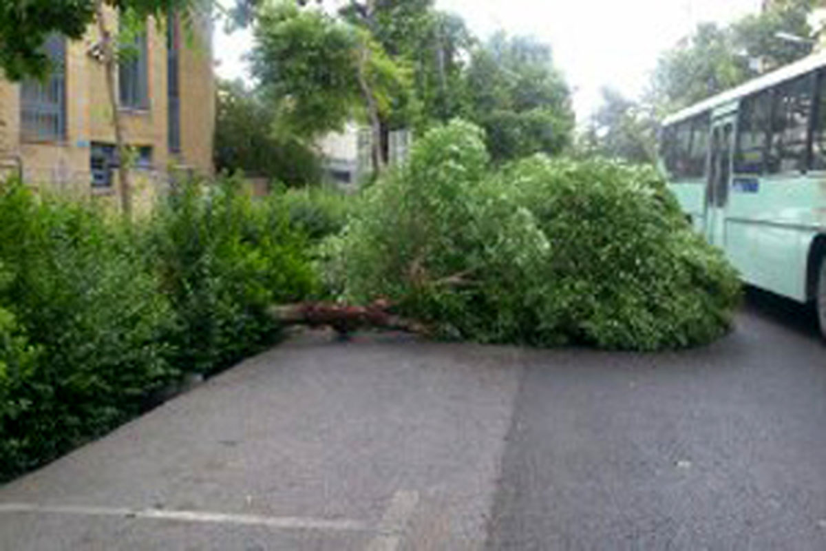 اصفهان- خسارت درختان