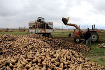 بیش از ۱.۳ میلیون تن چغندرقند پاییزه در خوزستان برداشت شد