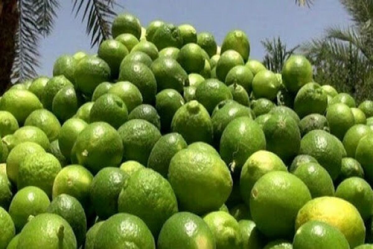 لیموترش احتکار شده
