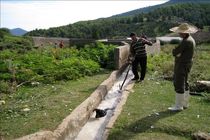 آموزش عملی دامداران استان جهت پیشگیری از بیماری تب کریمه کنگو/سمپاشی دامها و اماکن دامی