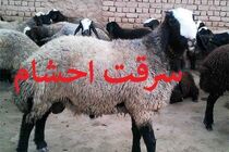 پلیس قائم‌شهر اعضای باند سرقت احشام را دستگیر کرد