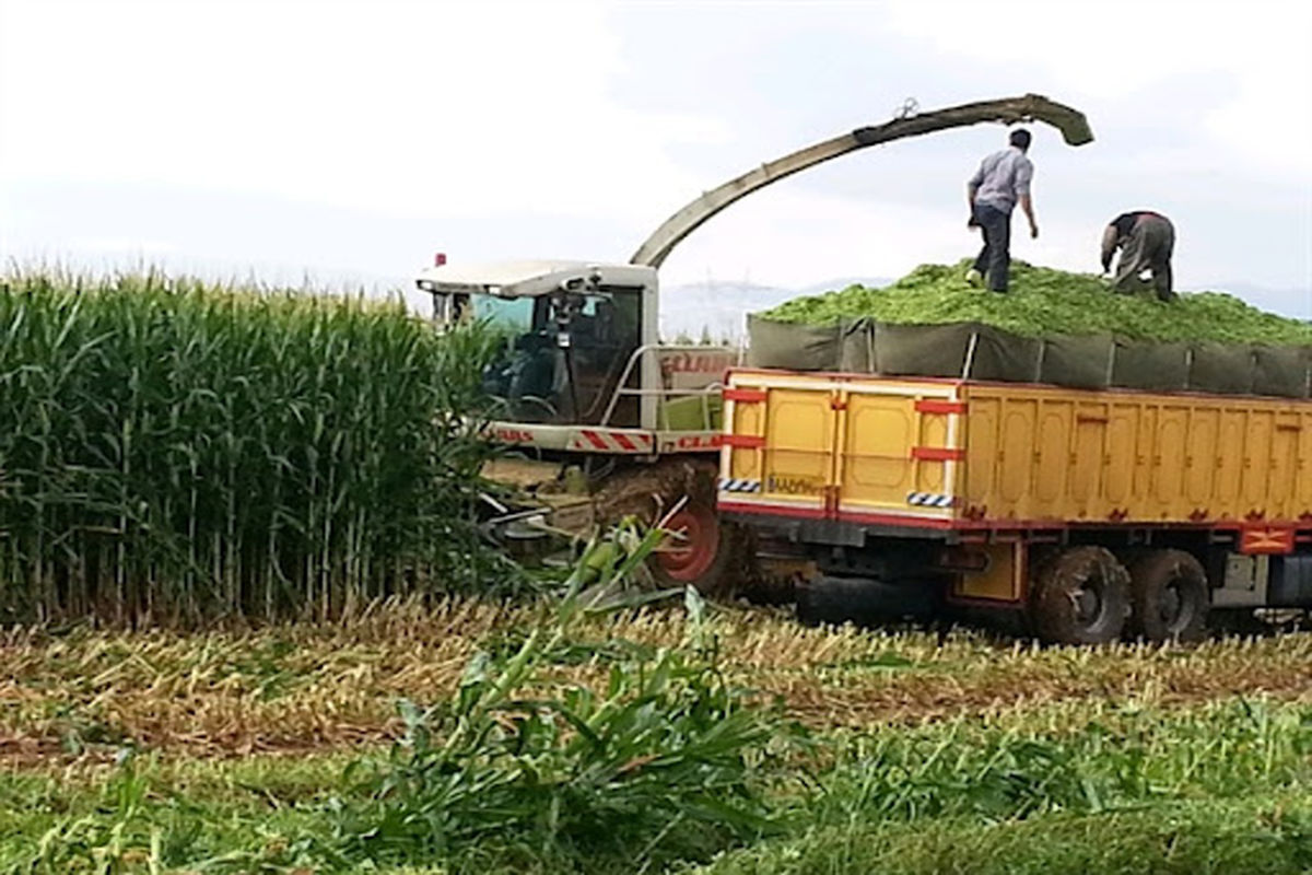  برداشت ذرت علوفه‌ای در درگز