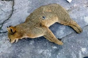 تلف شدن یک قلاده گربه وحشی در آمل