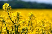 جهاد کشاورزی از پیش‌بینی کشت ۲۳۰ هزار هکتار کلزا در سال زراعی جدید خبر داد