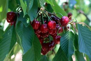 ۴۱ هزار تن میوه در چهارمحال و بختیاری تولید شد