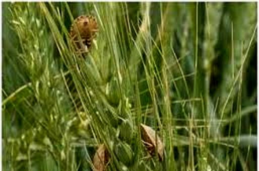 مبارزه با آفت سن غلات در مزارع گندم و جو استان اصفهان