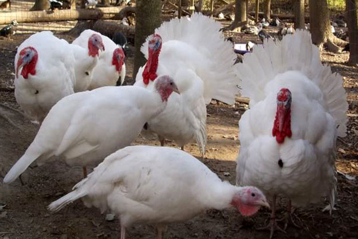 پرورش بوقلمون