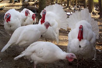 گیلان چهار واحد پرورش بوقلمون مادر دارد/ تولید  ۴۵ درصد جوجه بوقلمون کشور در گیلان