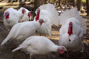 گیلان چهار واحد پرورش بوقلمون مادر دارد/ تولید  ۴۵ درصد جوجه بوقلمون کشور در گیلان