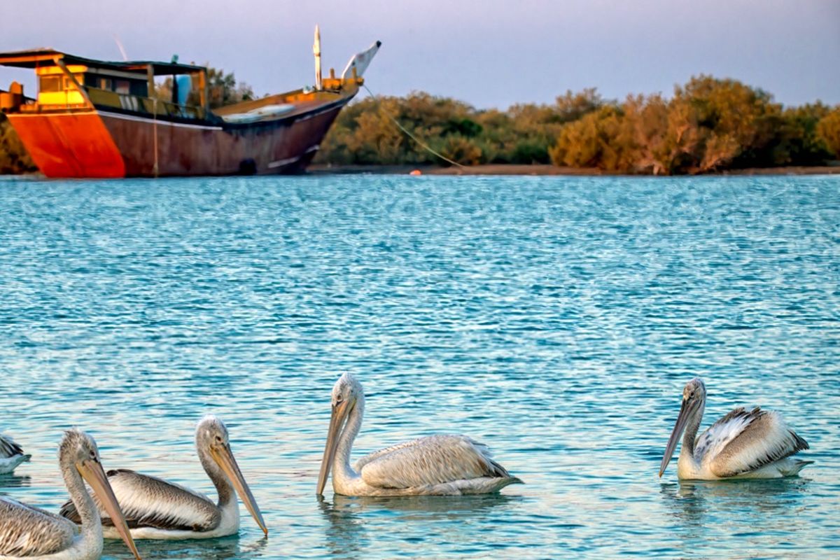 آنفولانزای حاد پرندگان