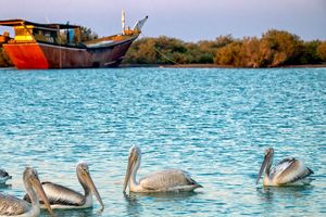 پایش آنفلوانزای پرندگان در قشم ادامه دارد