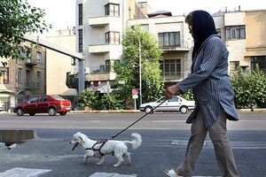 ممنوعیت سگ گردانی در تبریز با دستور دادستان عمومی