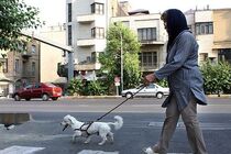 سگ گردانی ممنوع شد