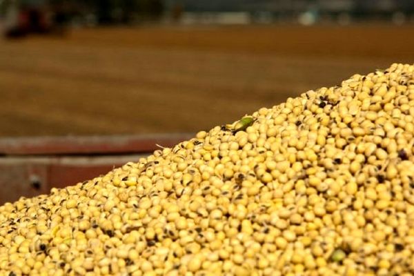 وزارت جهاد کشاورزی ضوابط تازه واردات نهاده‌های دامی را ابلاغ کرد