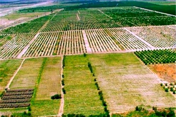 تسریع در حدنگاری و صدور سند زمین‌های کشاورزی سرلوحه برنامه‌های آینده است