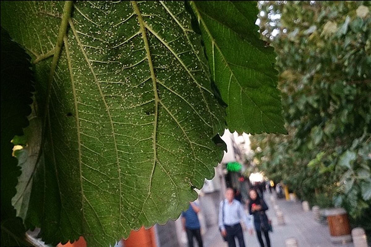 سفید بالک ها