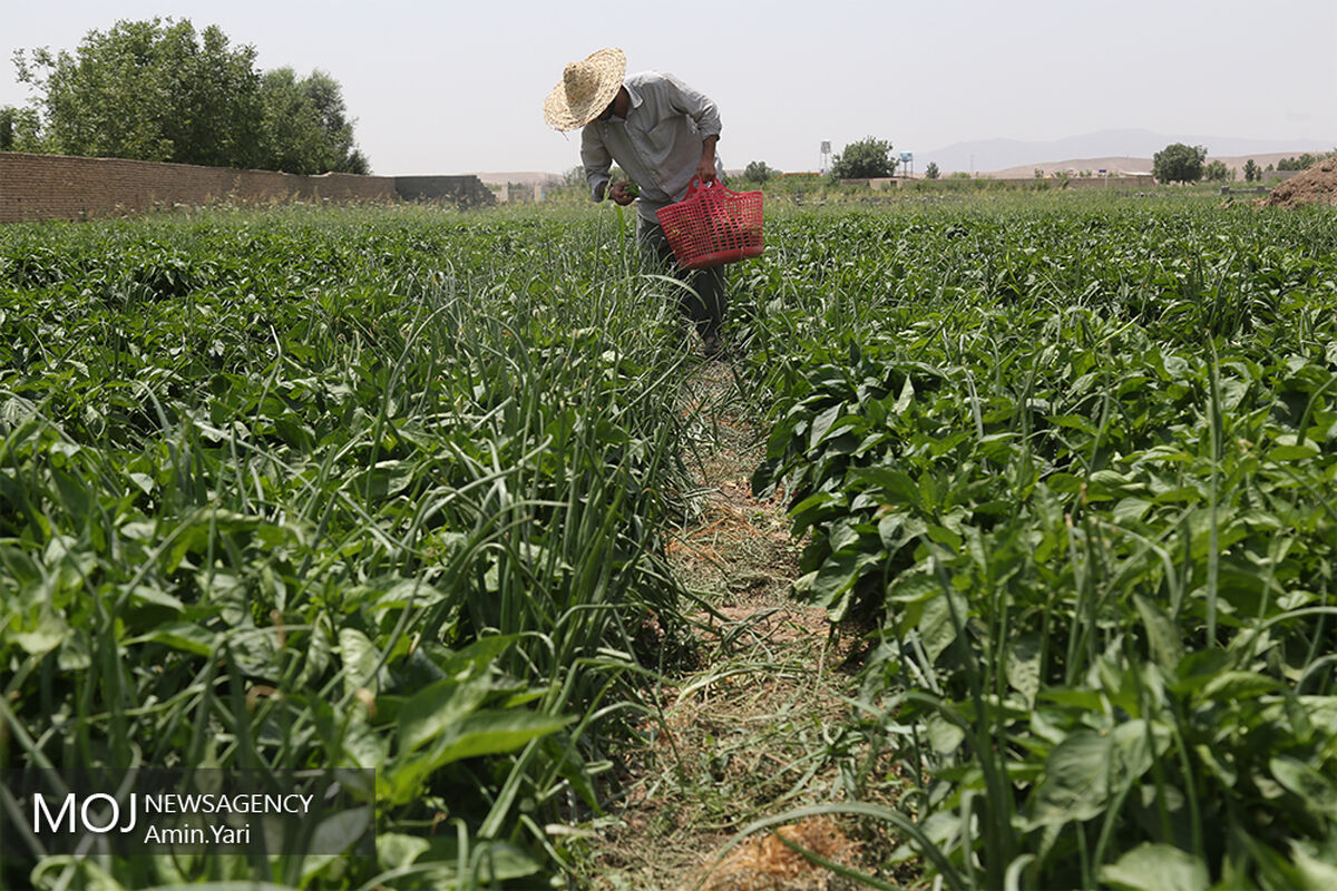 درآمدهای داغ - کشاورزی