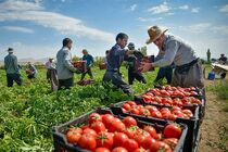 برداشت محصول گوجه فرنگی از مزارع شهرستان جغتای