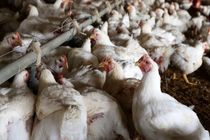 تولید ۵۵ هزار تن مرغ در واحدهای مرغداری استان قزوین