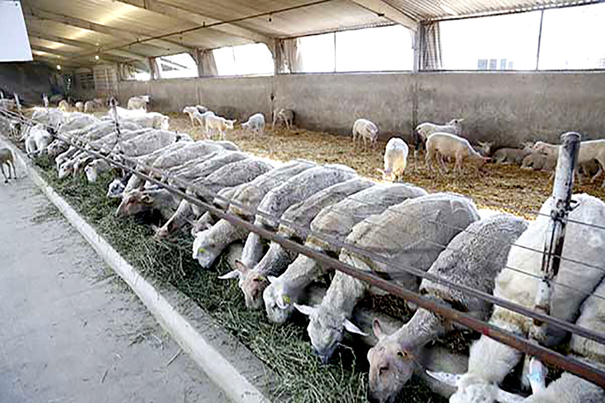 پرورش گوسفند در نیشابور 