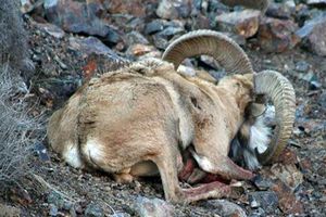 تلف شدن حیوانات حیات وحش در بشاگرد/ شیوع آبله گوسفندی 