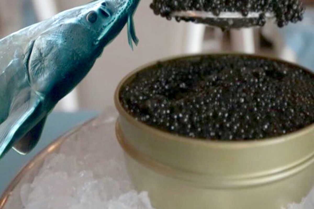 تولید خاویار در خراسان رضوی