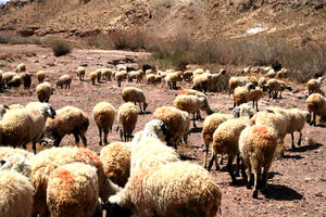 خشکسالی آسیب جدی برای عشایر خراسان رضوی است