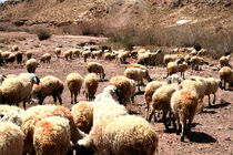  آغاز خرید دام مازاد و قابل کشتار از عشایر