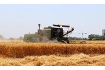 جغتای دارای رتبه دوم برداشت گندم در خراسان رضوی