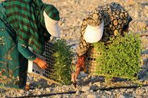 آغاز کشت نشاء گوجه فرنگی خارج از فصل در هرمزگان