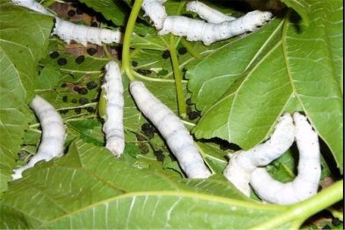 نوغان کرم ابریشم