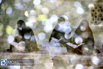 جز خوانی قرآن کریم در حرم حضرت معصومه (س) در قم