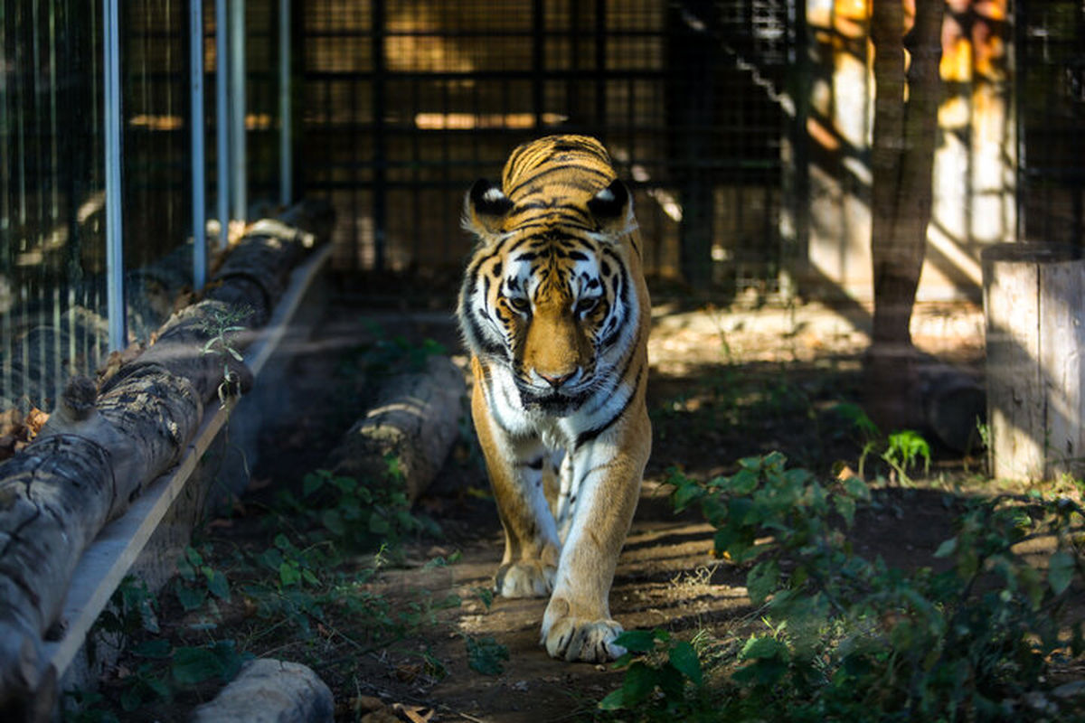 باغ وحش ارم ببر سیبری