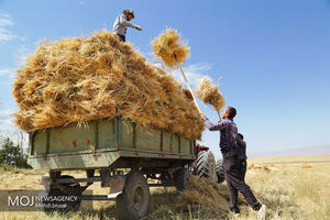 بخشی از مطالبات گندمکاران پرداخت شد/ خرید ۱۰.۵ میلیون تن گندم تا پایان سال زراعی