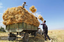 بخشی از مطالبات گندمکاران پرداخت شد/ خرید ۱۰.۵ میلیون تن گندم تا پایان سال زراعی