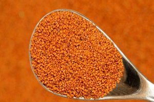 افزایش ۲۸ درصدی کشت خاکشیر در مرودشت