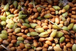 پیش بینی برداشت حدود 10هزارتن بادام درختی در اصفهان