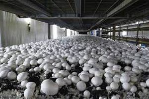 بازدید رئیس سازمان جهاد کشاورزی استان اصفهان از واحد پروش قارچ سمیرم