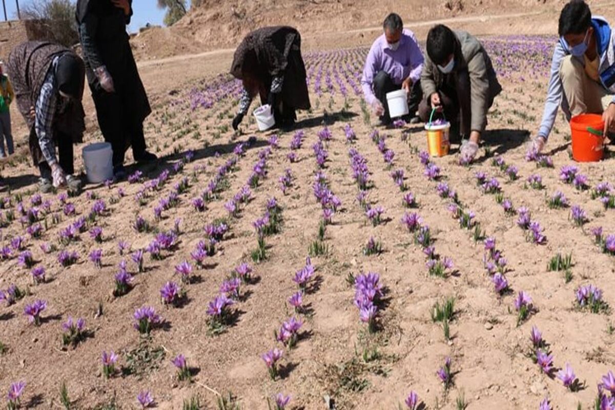 مافیای بازار زعفران