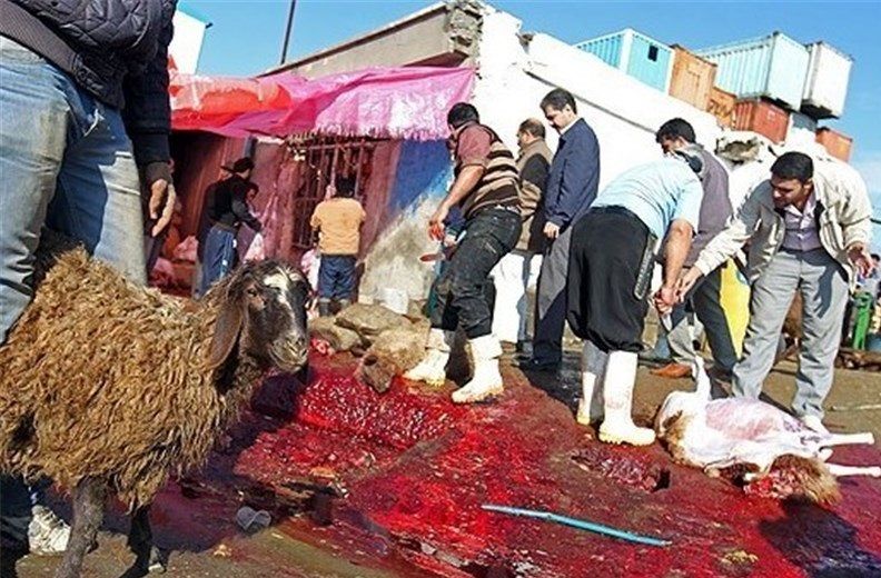 تشدید نظارت بر ذبح دامها به مناسبت ایام محرم