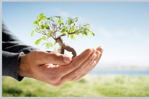 توزیع نهال در یزد با توجه به شرایط آب و هوایی انجام شد