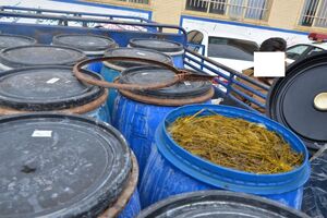 کشف یک تن و 700کیلو خیارشور غیر بهداشتی در فریدن