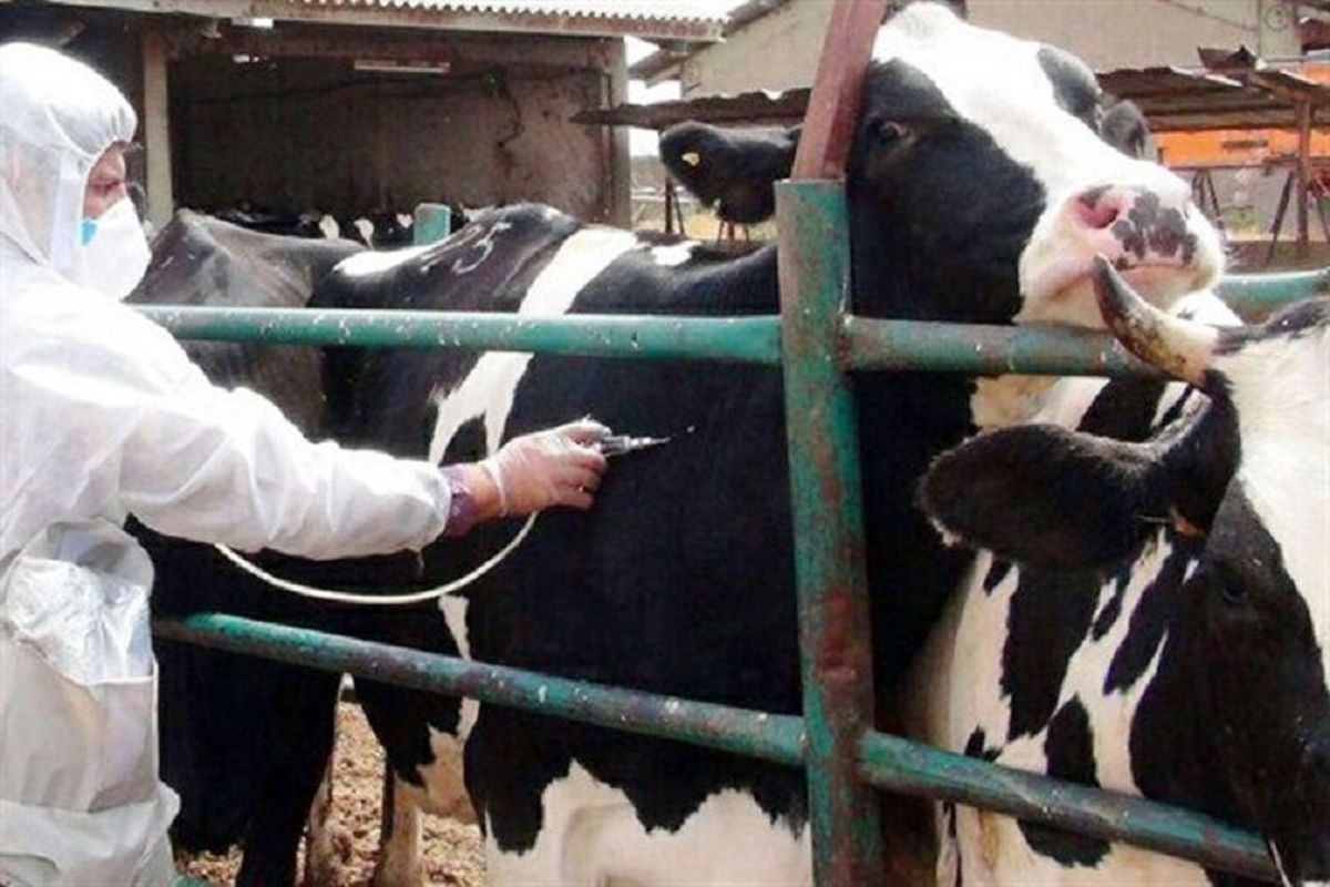 واکسیناسیون تب برفکی